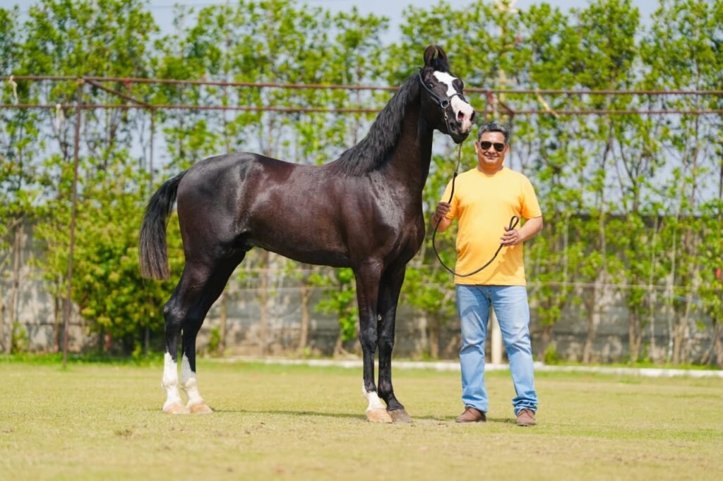 Elite Stallion for Sale: Nageshwar (Nagesh Bloodline)