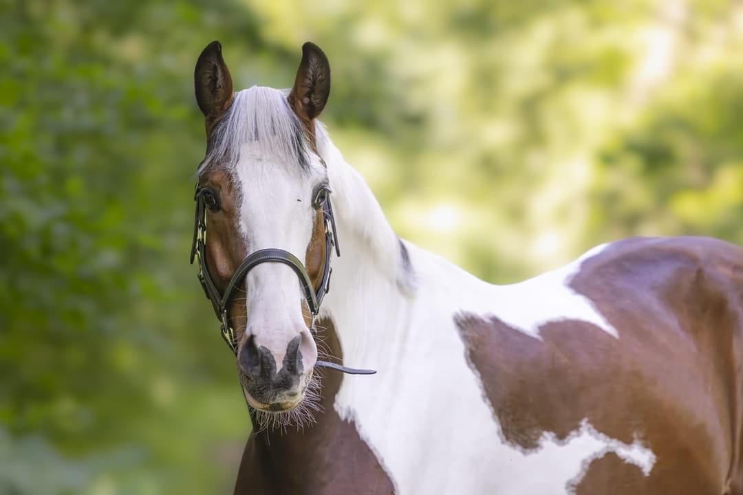 Premium AES Show Jumping Gelding: Elite Prospect (165 cm)