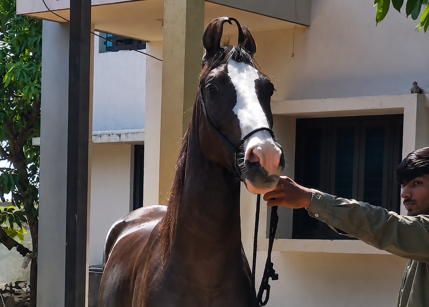 Premium Marwari Mare for Sale: Taqdeer (In Foal to Stallion Samrat)