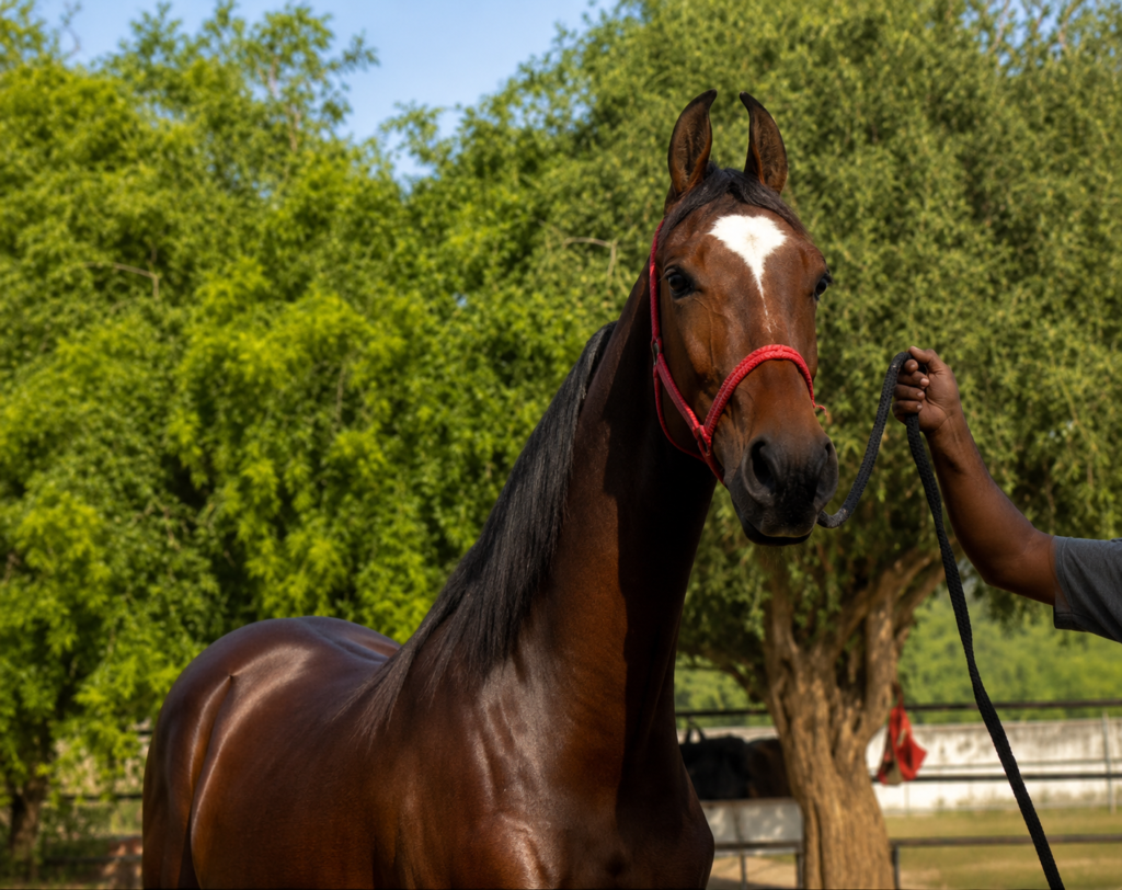 Premium Marwari Filly for Sale: Sayra (Rania & Ratnakar Lineage)