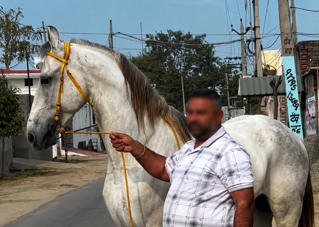Elite Marwari Stallion for Sale: Bailarus (Neela Majuke Double Cross)