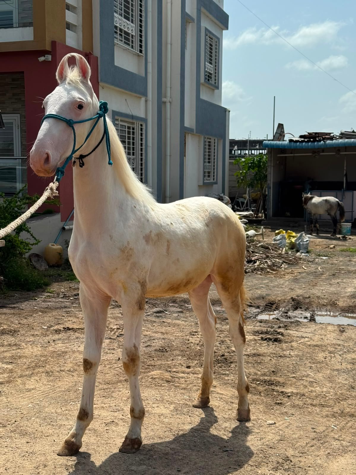 Premium Nukra Colt for Sale: Maharaja Bloodline