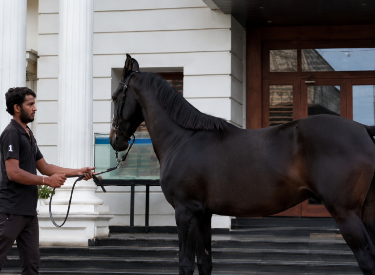 Premium Marwari Colt Prospect: Vayujith (Dilbag Rania & Shaandar Lineage)