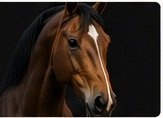 Marwari Kathiawari temperament assessment