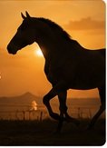 stallion management in India