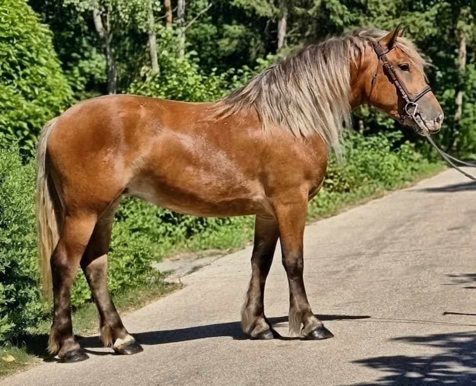Premium European Buckskin Mare: Dorina (146 cm)