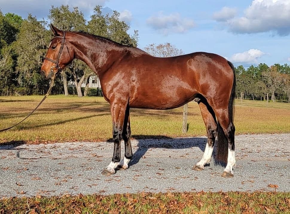 Premium Warmblood Show Jumping Stallion: Elite European Import (165 cm)