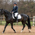Understanding Indian Horse Transport Permits: A Practical State-to-State Checklist