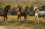 Monsoon-Ready Skin Health for Indian Horses: A Seven-Week Routine
